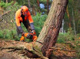 Best Tree Cabling and Bracing  in Evansville, WY