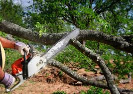 Best Fruit Tree Pruning  in Evansville, WY