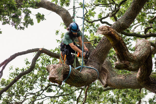 Best Arborist Consultation Services  in Evansville, WY