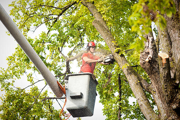 Best Stump Grinding and Removal  in Evansville, WY